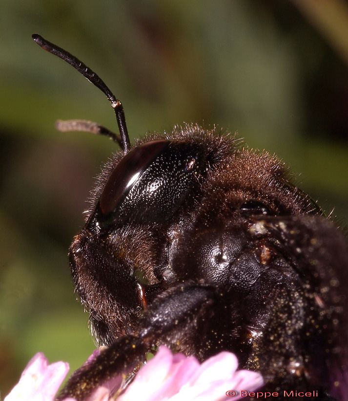 Xilocopa violacea .... un classico